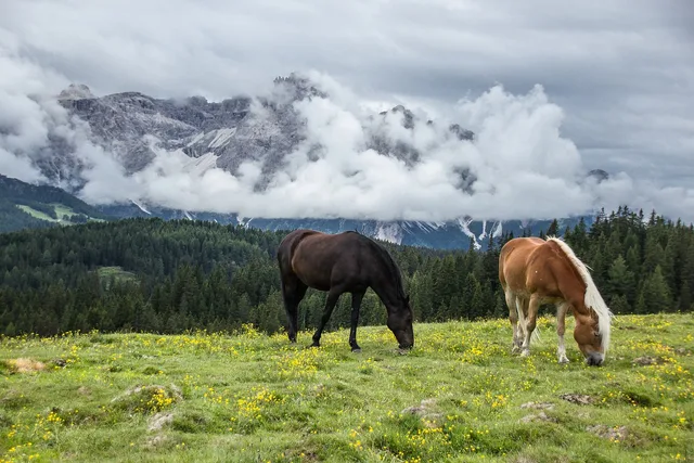 berg, paarden, natuur, landschap, panorama, dier, veneto, lucht, outdoor, paard, bergen, paarden, paarden, paarden, paarden, paarden, paard. Wat zegt een terrasvergunning over horeca in de buurt?